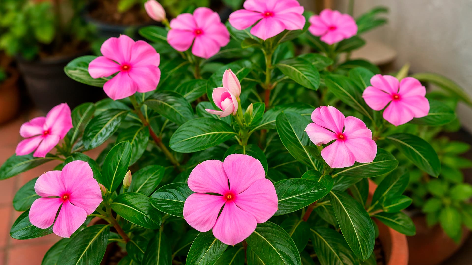 Planta conhecida como “boa-noite” é ideal para sua casa no verão, por um motivo