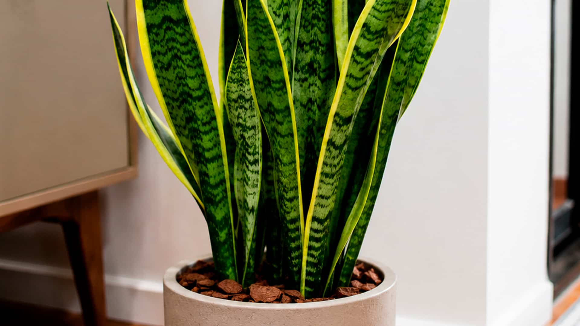 Plantas em casa: 5 opções de cuidado simples e ideias para começar seu jardim
