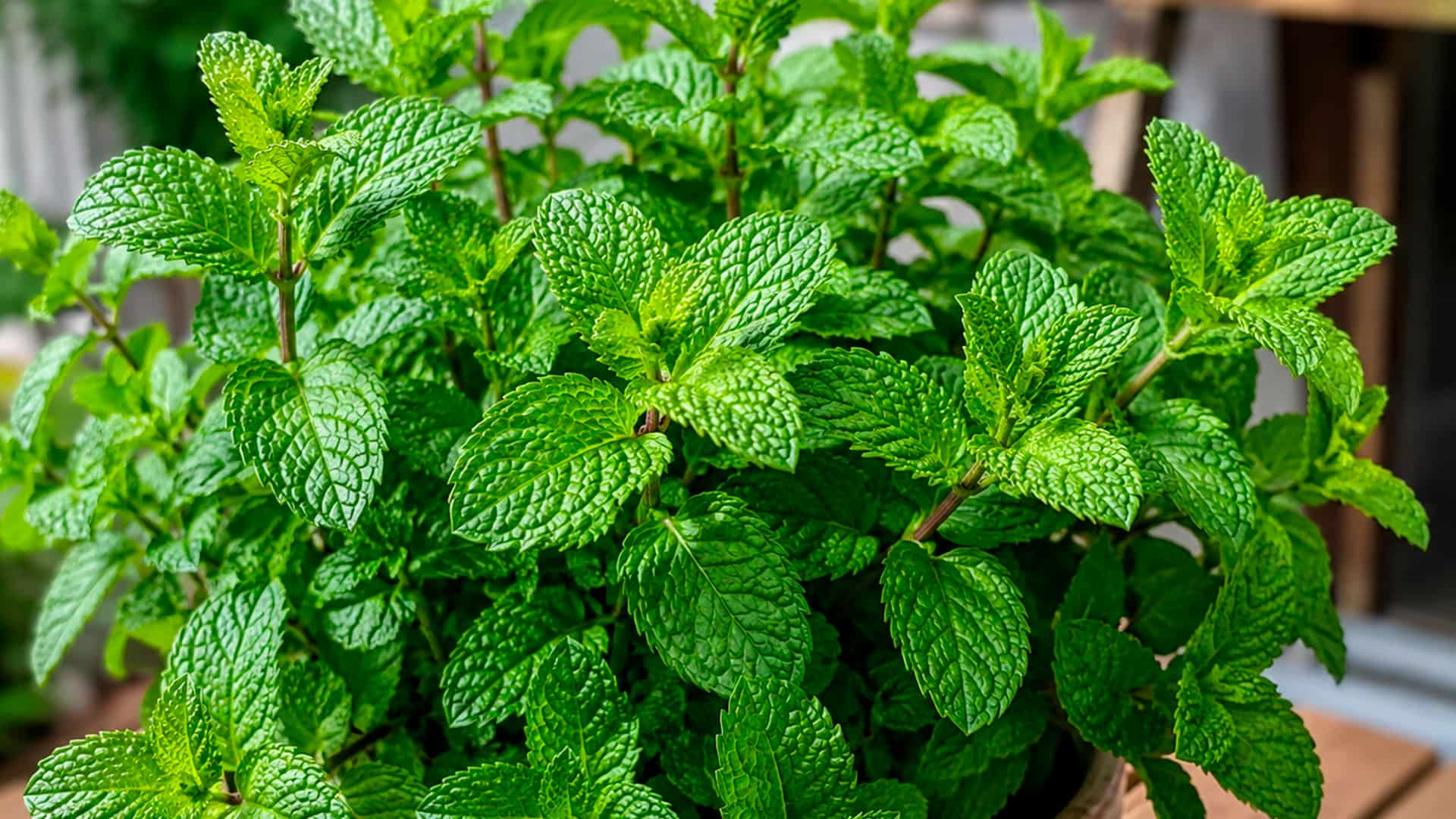 5 plantas boas para cultivar e virar um chá bem quentinho na sua xícara