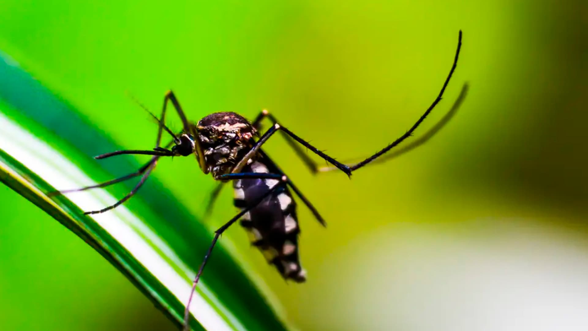 Combata os mosquitos em casa com o auxílio dessa planta que pode ficar no jardim ou varanda