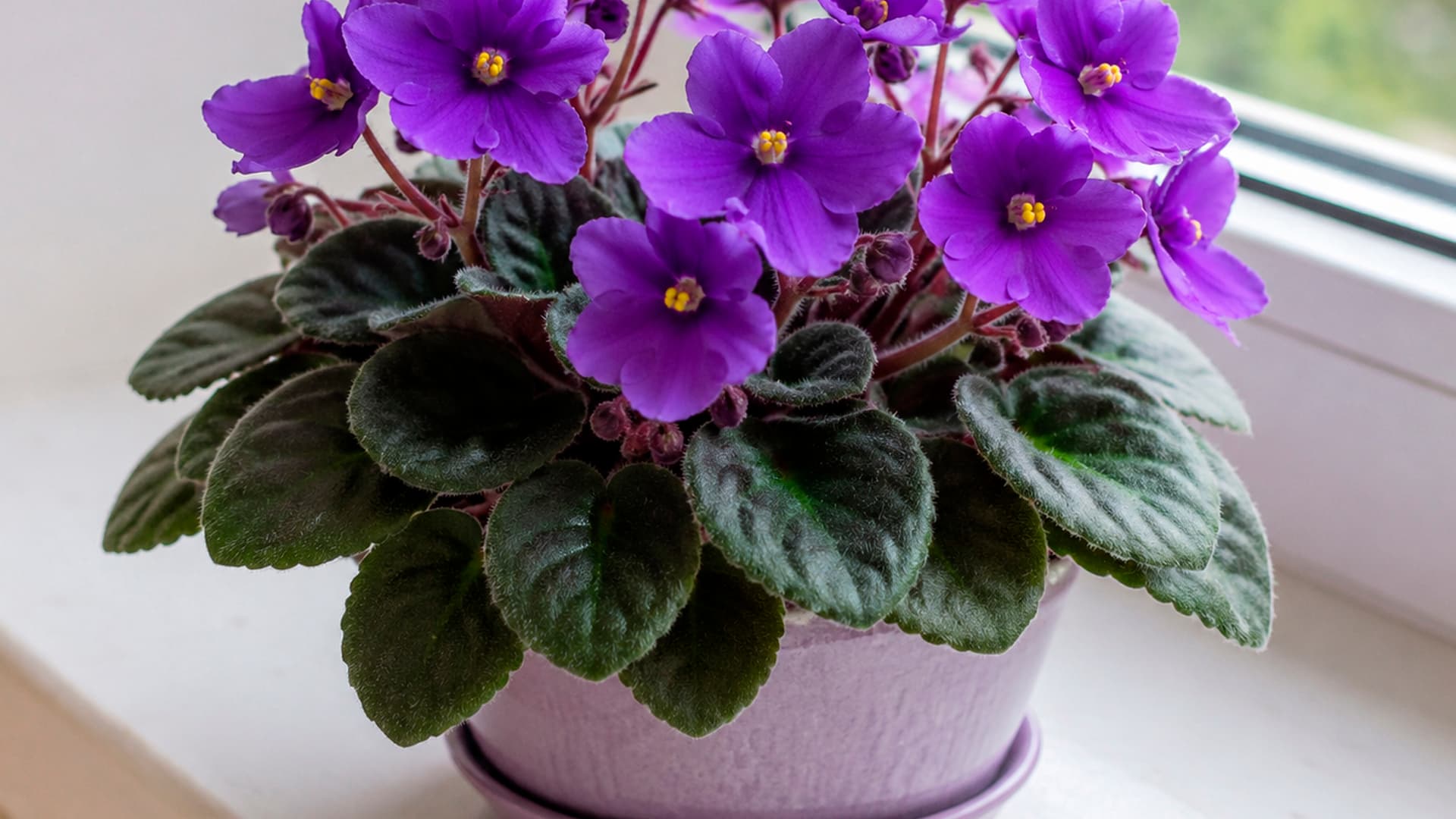 5 Plantas boas de cultivar e ideais para deixar na sua janela