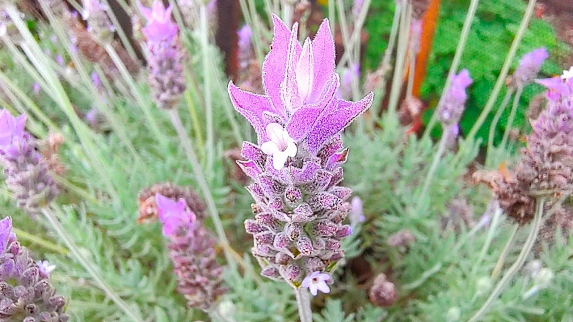 Mês de julho chegou e essas são 5 plantas boas para cultivar em casa
