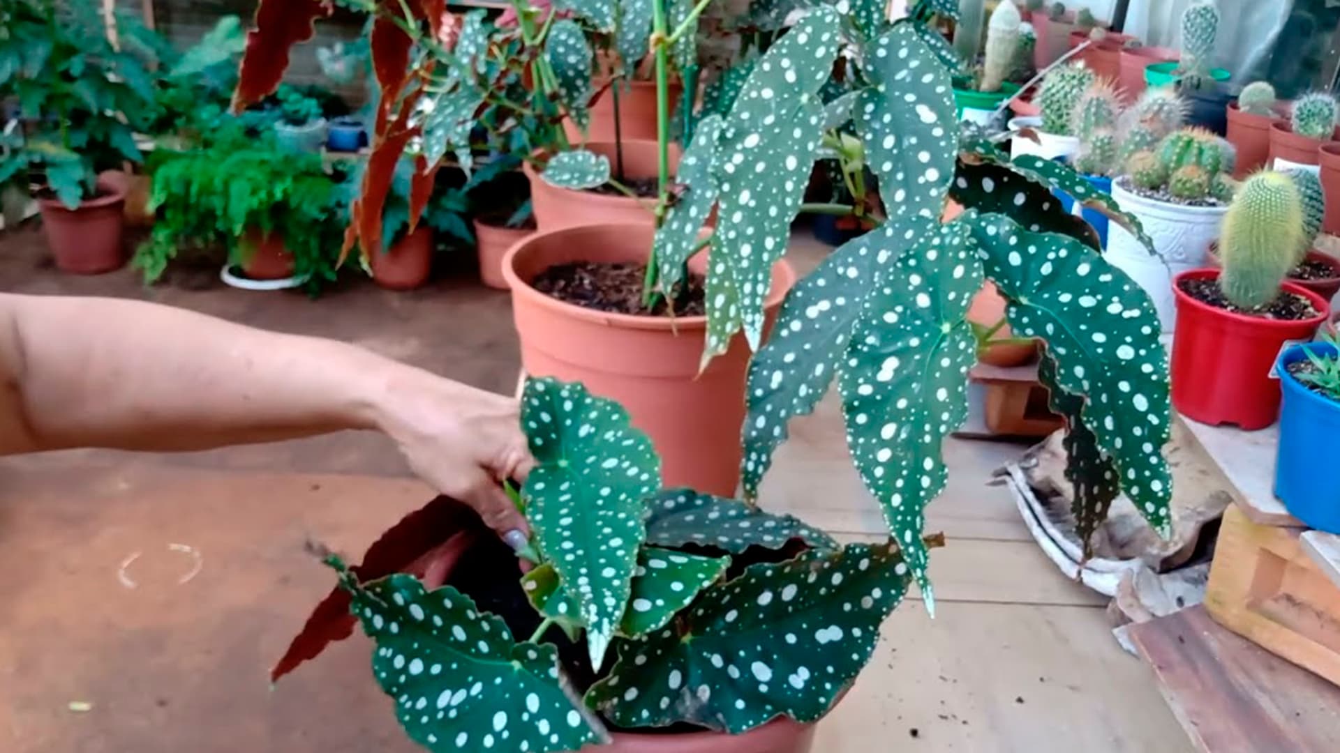 Essas plantas são ideais para ter em casa: fácil de cuidar e sem bagunça